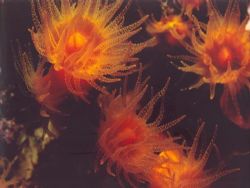 Leptosammia pruvoti in the sea of Pantelleria island - Ni... by Ferdinando Meli 